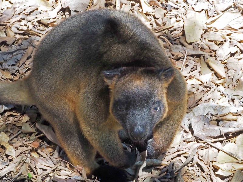 Les Dendrolagues ou kangourous arboricoles Les Dendrolagues ou kangourous arboricoles kangourou peluche arbre 7 Les-Dendrolagues-ou-kangourous-arboricoles-kangourou-peluche-arbre-7