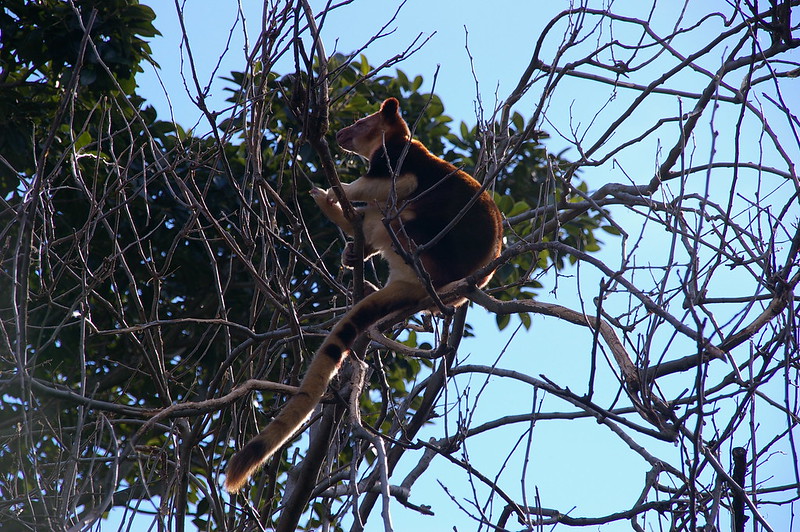 Les Dendrolagues ou kangourous arboricoles Les Dendrolagues ou kangourous arboricoles kangourou peluche arbre 9 Les-Dendrolagues-ou-kangourous-arboricoles-kangourou-peluche-arbre-9