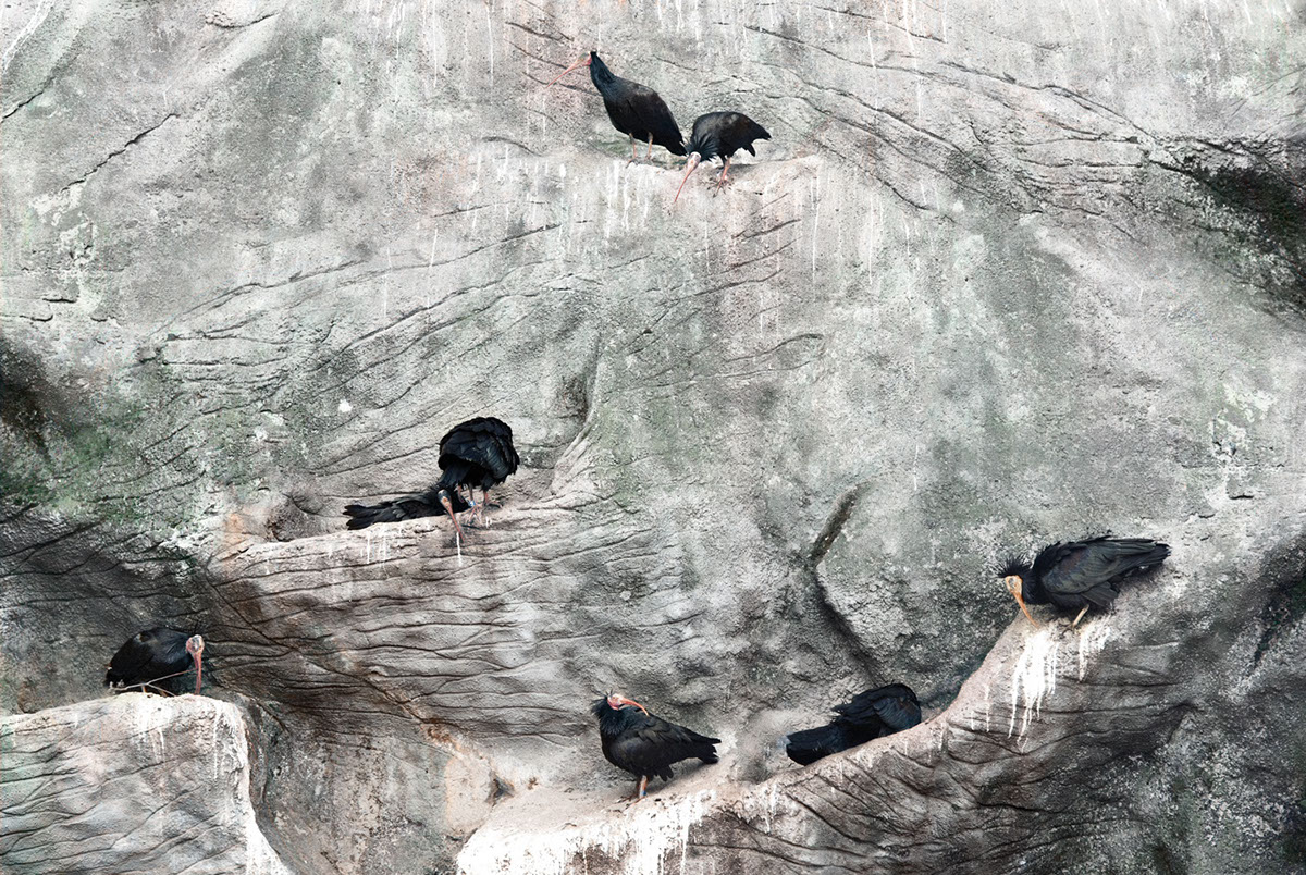 Recurrence - des animaux à peine bizarres par Milán Rácmolnár Recurrence des animaux a peine bizarre par Milan Racmolnar 10 Recurrence-des-animaux-a-peine-bizarre-par-Milan-Racmolnar-10-oiseaux