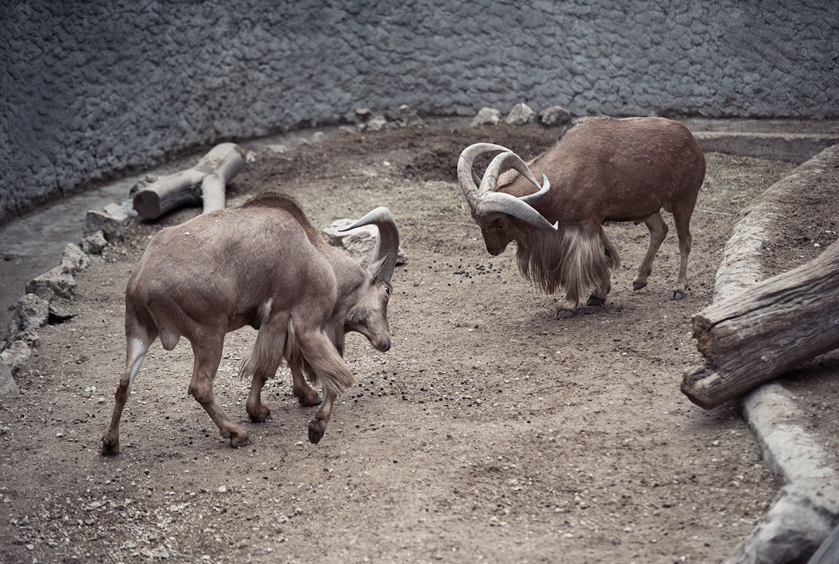 Recurrence - des animaux à peine bizarres par Milán Rácmolnár Recurrence des animaux a peine bizarre par Milan Racmolnar 2 chevre Recurrence-des-animaux-a-peine-bizarre-par-Milan-Racmolnar-2-chevre