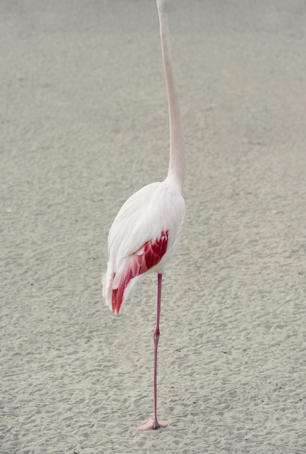 Recurrence - des animaux à peine bizarres par Milán Rácmolnár Recurrence des animaux a peine bizarre par Milan Racmolnar 3 Recurrence-des-animaux-a-peine-bizarre-par-Milan-Racmolnar-3