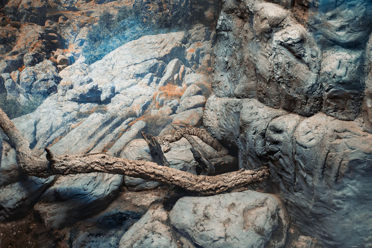 Recurrence - des animaux à peine bizarres par Milán Rácmolnár Recurrence des animaux a peine bizarre par Milan Racmolnar 4 serpent Recurrence-des-animaux-a-peine-bizarre-par-Milan-Racmolnar-4-serpent