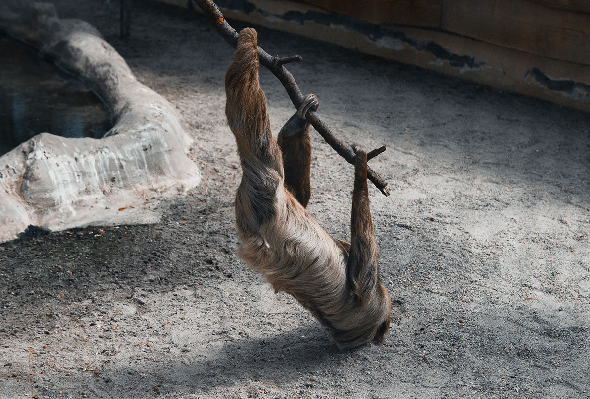 Recurrence - des animaux à peine bizarres par Milán Rácmolnár Recurrence des animaux a peine bizarre par Milan Racmolnar 5 singe Recurrence-des-animaux-a-peine-bizarre-par-Milan-Racmolnar-5-singe