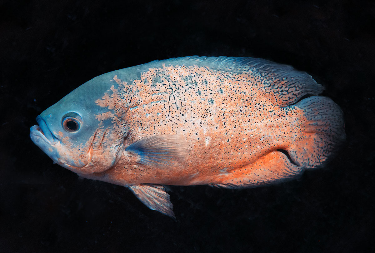 Recurrence - des animaux à peine bizarres par Milán Rácmolnár Recurrence des animaux a peine bizarre par Milan Racmolnar 6 poisson Recurrence-des-animaux-a-peine-bizarre-par-Milan-Racmolnar-6-poisson