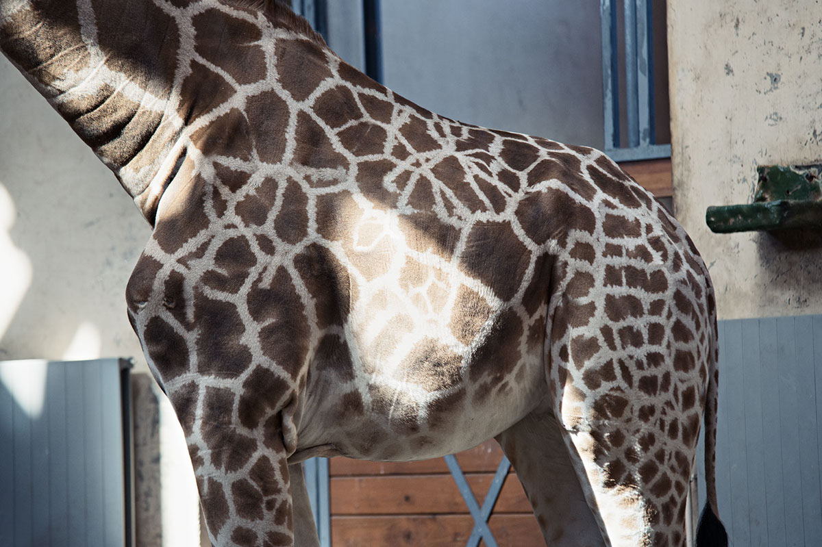 Recurrence - des animaux à peine bizarres par Milán Rácmolnár Recurrence des animaux a peine bizarre par Milan Racmolnar 7 girafe Recurrence-des-animaux-a-peine-bizarre-par-Milan-Racmolnar-7-girafe