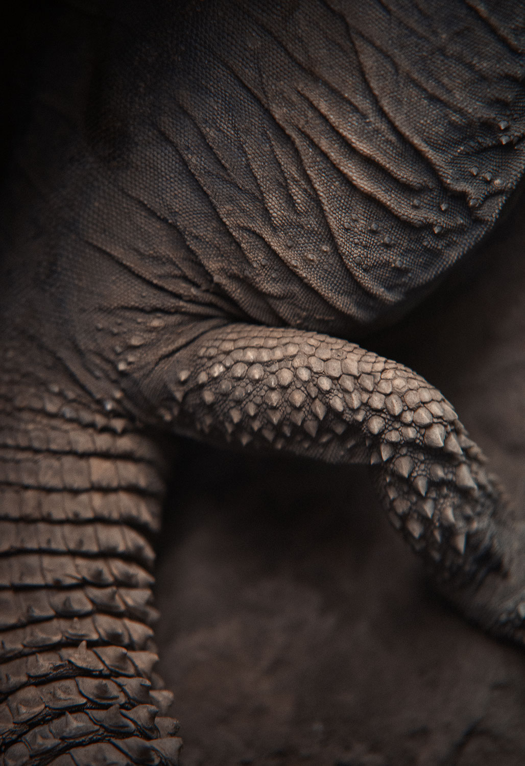 Recurrence - des animaux à peine bizarres par Milán Rácmolnár Recurrence des animaux a peine bizarre par Milan Racmolnar 8 iguane Recurrence-des-animaux-a-peine-bizarre-par-Milan-Racmolnar-8-iguane