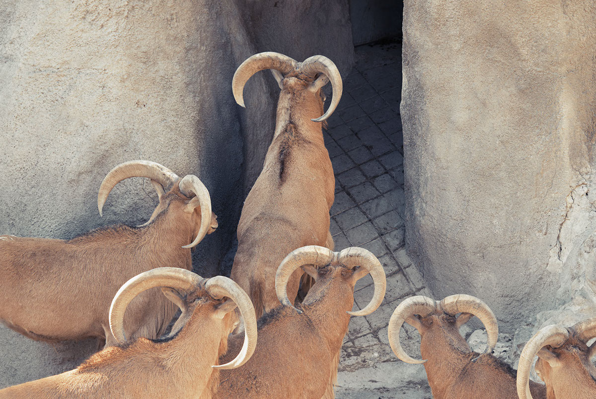 Recurrence - des animaux à peine bizarres par Milán Rácmolnár Recurrence des animaux a peine bizarre par Milan Racmolnar 9 chevres Recurrence-des-animaux-a-peine-bizarre-par-Milan-Racmolnar-9-chevres