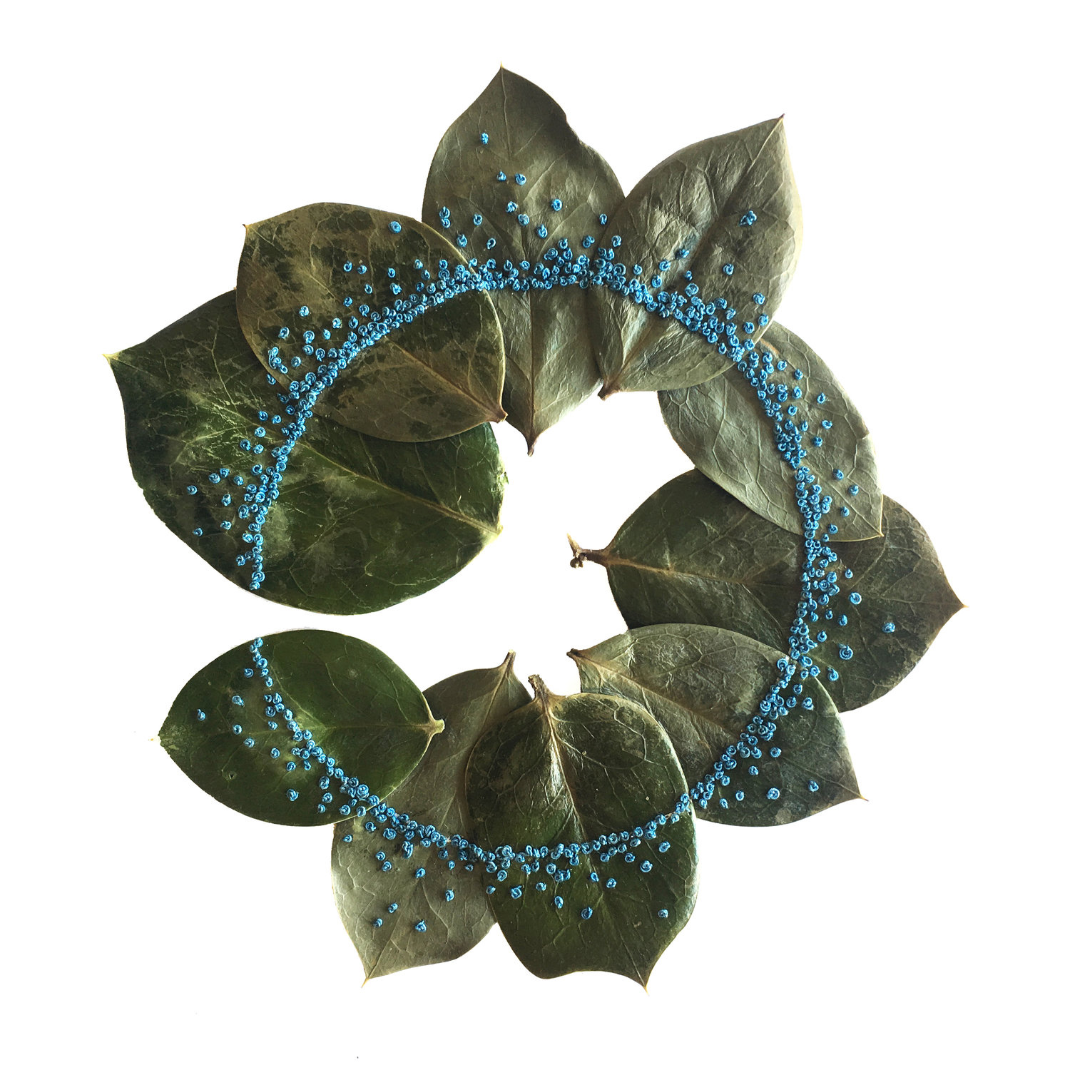 Les délicates broderies sur des feuilles de Hillary Waters Fayle : quand la nature se fait toile de nouvelles broderies sur des feuilles par Hillary Fayle 5 de-nouvelles-broderies-sur-des-feuilles-par-Hillary-Fayle-5