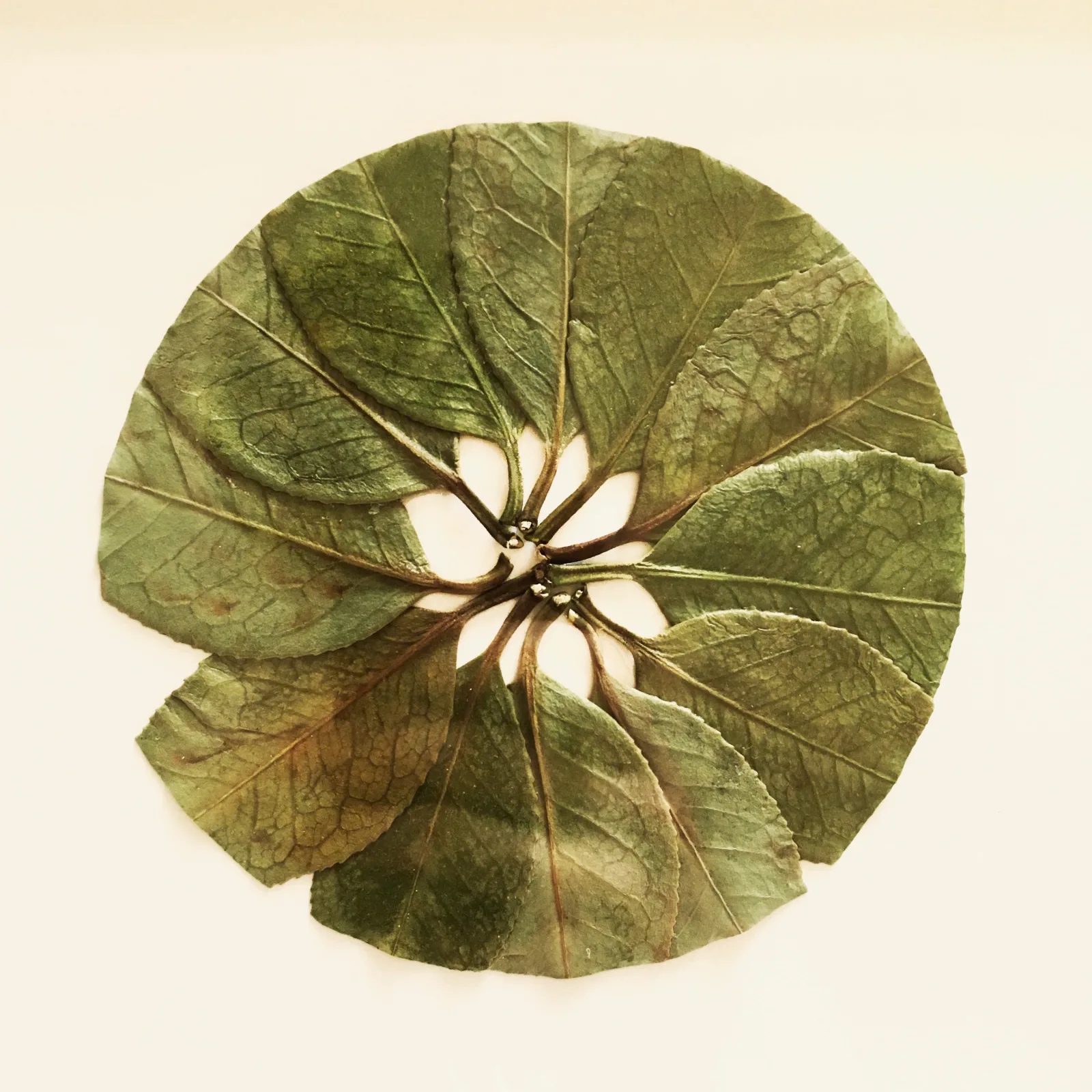 Les délicates broderies sur des feuilles de Hillary Waters Fayle : quand la nature se fait toile de nouvelles broderies sur des feuilles par Hillary Fayle 7 de-nouvelles-broderies-sur-des-feuilles-par-Hillary-Fayle-7