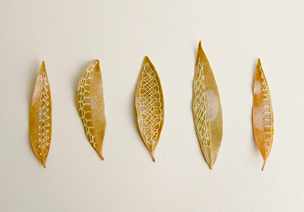 Les délicates broderies sur des feuilles de Hillary Waters Fayle : quand la nature se fait toile les delicates broderies sur des feuilles de Hillary Fayle 11 Les délicates broderies sur des feuilles de Hillary Waters Fayle : quand la nature se fait toile 11