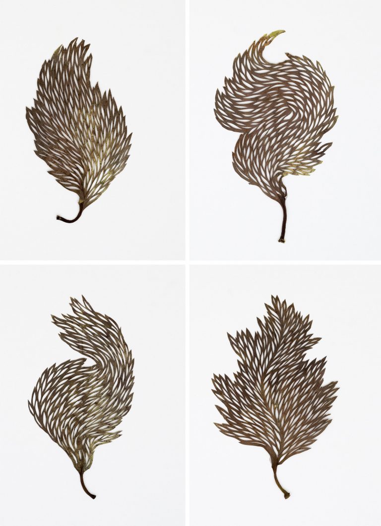 Les délicates broderies sur des feuilles de Hillary Waters Fayle : quand la nature se fait toile les delicates broderies sur des feuilles de Hillary Fayle 4 Les délicates broderies sur des feuilles de Hillary Waters Fayle : quand la nature se fait toile 4