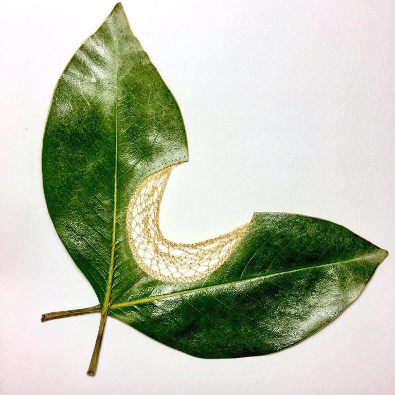 Les délicates broderies sur des feuilles de Hillary Waters Fayle : quand la nature se fait toile les delicates broderies sur des feuilles de Hillary Fayle 7 Les délicates broderies sur des feuilles de Hillary Waters Fayle : quand la nature se fait toile 7