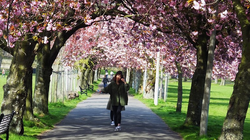 20 tunnels d'arbres magiques 20 tunnels d arbres magiques blossom path 20-tunnels-d-arbres-magiques-blossom-path