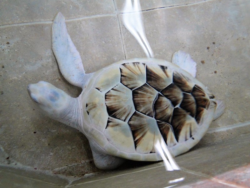 30 animaux albinos : entre rareté et beauté insolite 30 animaux albinos 1 tortue 30-animaux-albinos-1-tortue