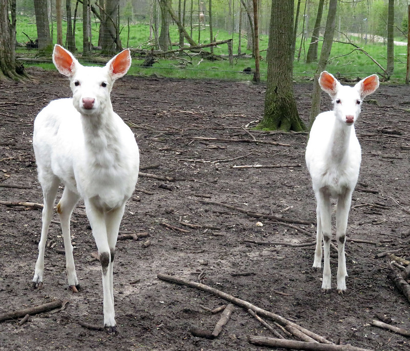 30 animaux albinos : entre rareté et beauté insolite 30 animaux albinos 12 daim 30-animaux-albinos-12-daim