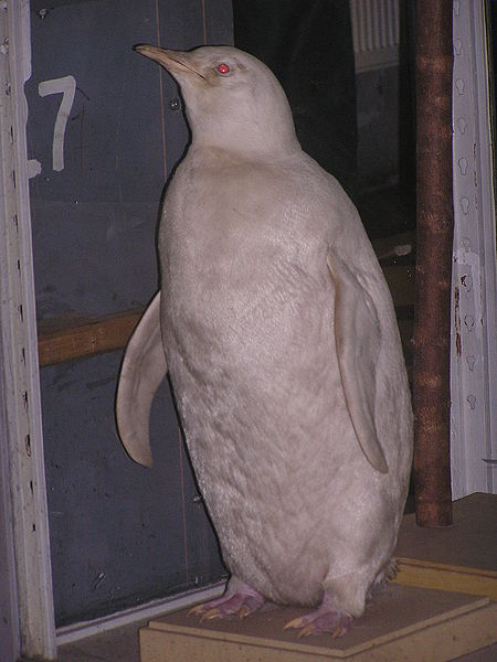 30 animaux albinos : entre rareté et beauté insolite 30 animaux albinos 14 pingouin 30-animaux-albinos-14-pingouin