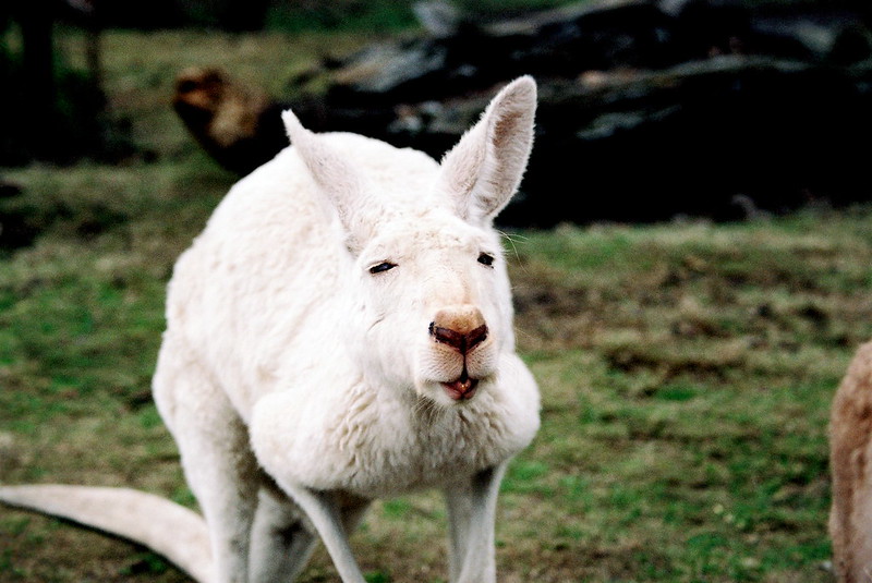 30 animaux albinos : entre rareté et beauté insolite 30 animaux albinos 15 kangourou 30-animaux-albinos-15-kangourou