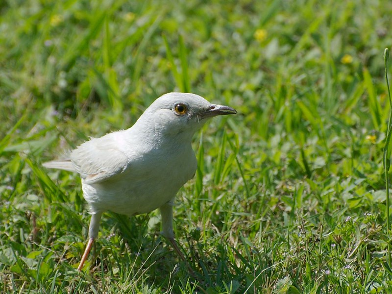 30 animaux albinos : entre rareté et beauté insolite 30 animaux albinos 17 podargue gris 30-animaux-albinos-17-podargue-gris