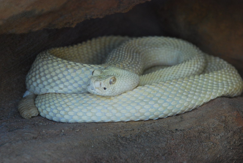 30 animaux albinos : entre rareté et beauté insolite 30 animaux albinos 18 serpent Serpent albinos enroulé