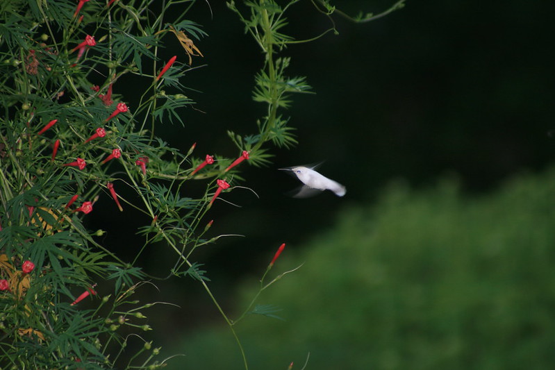 30 animaux albinos : entre rareté et beauté insolite 30 animaux albinos 20 colibri Colibri albinos en vol