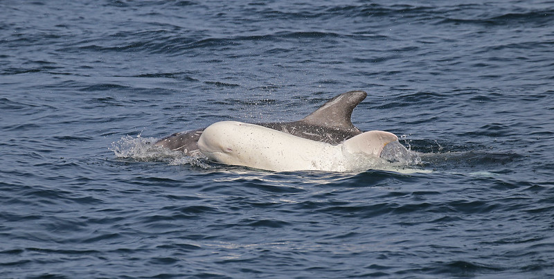 30 animaux albinos : entre rareté et beauté insolite 30 animaux albinos 26 dauphin 30-animaux-albinos-26-dauphin