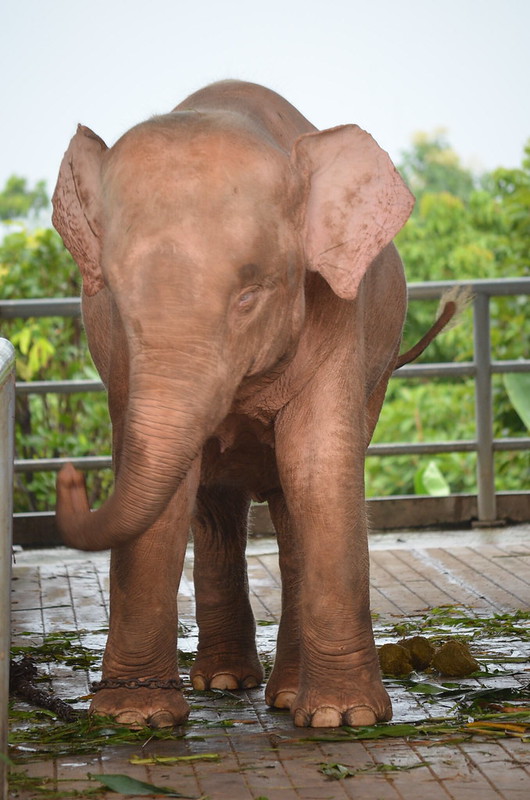 30 animaux albinos : entre rareté et beauté insolite 30 animaux albinos 30 elephant 30-animaux-albinos-30-elephant
