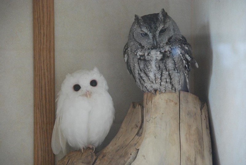 30 animaux albinos : entre rareté et beauté insolite 30 animaux albinos 7 chouette Chouette albinos perchée