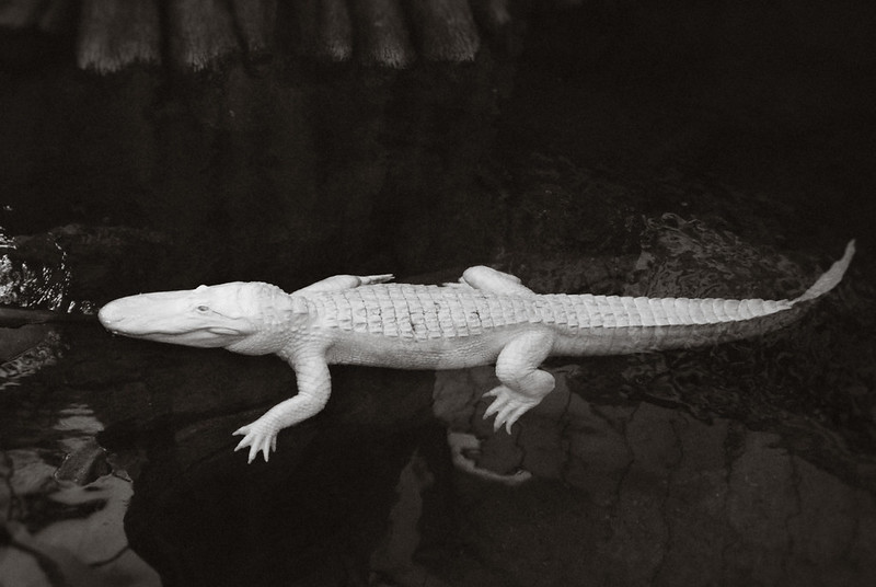 30 animaux albinos : entre rareté et beauté insolite 30 animaux albinos 8 alligator Alligator albinos sur la berge