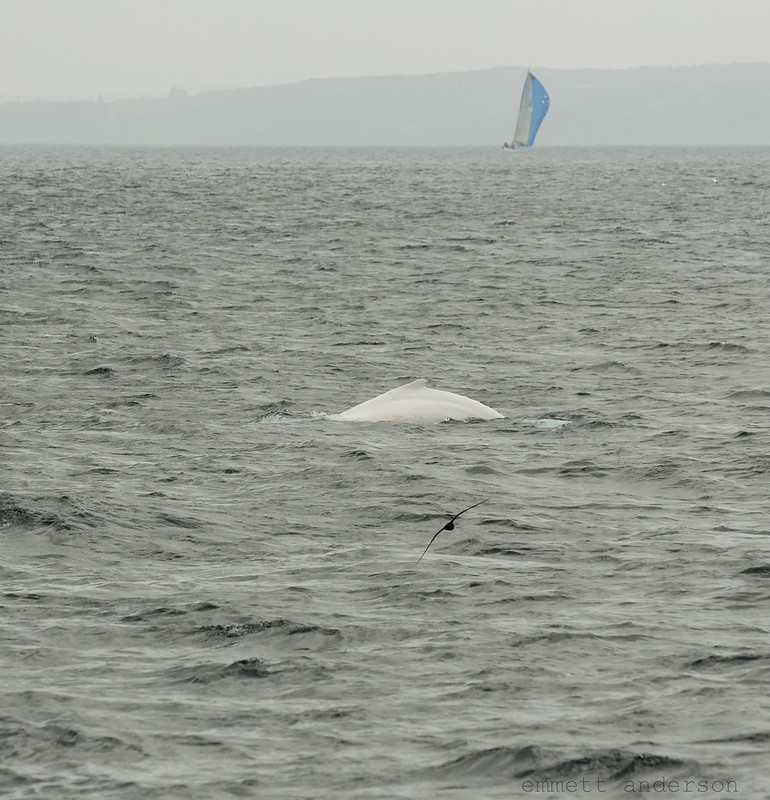 30 animaux albinos : entre rareté et beauté insolite 30 animaux albinos 9 baleine Baleine albinos émergeant de l’eau