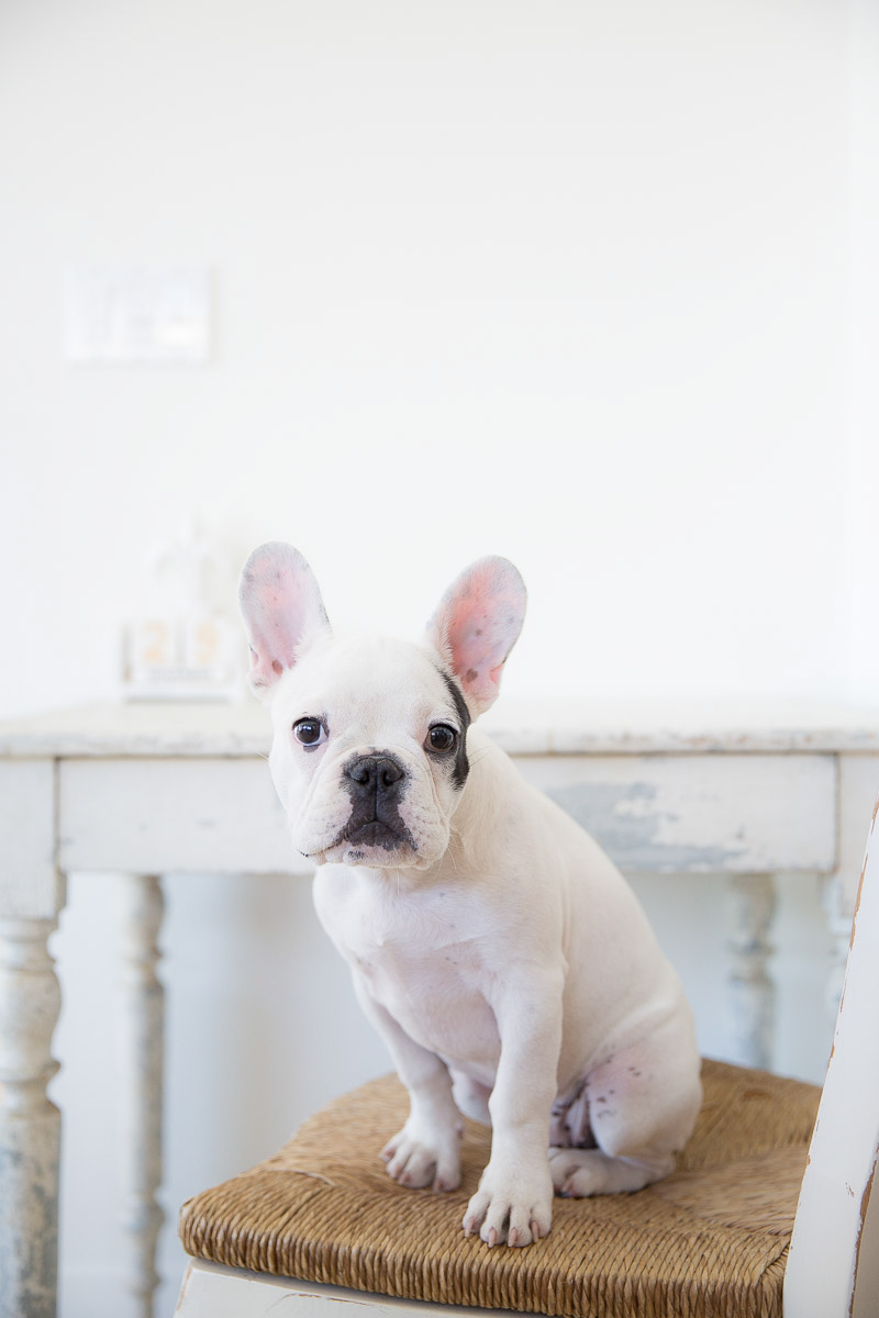 Portraits de chiens : Alicia Rius révèle l'âme canine à travers son objectif Dogs des portraits de chiens par Alicia Rius 11 Dogs-des-portraits-de-chiens-par-Alicia-Rius-11