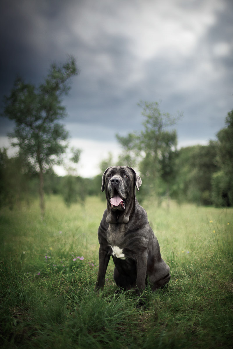 Portraits de chiens : Alicia Rius révèle l'âme canine à travers son objectif Dogs des portraits de chiens par Alicia Rius 8 bullmastiff Dogs-des-portraits-de-chiens-par-Alicia-Rius-8-bullmastiff