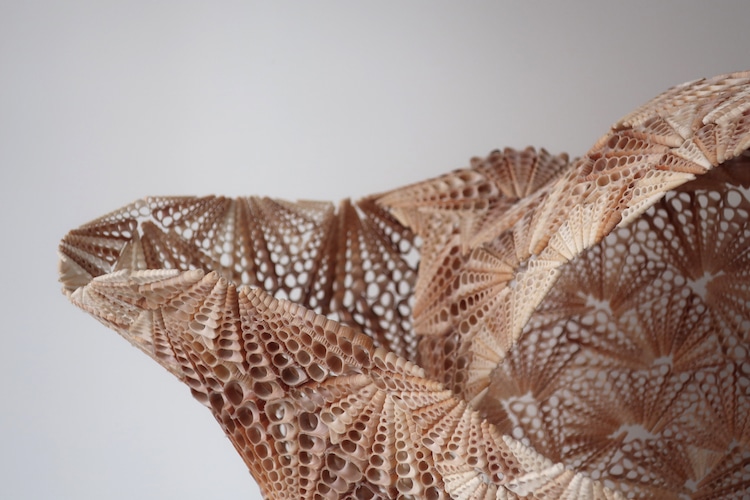 Les sculptures de coquillages de Rowan Mersh Les sculptures de coquillages de Rowan Mersh 2 Les-sculptures-de-coquillages-de-Rowan-Mersh-2