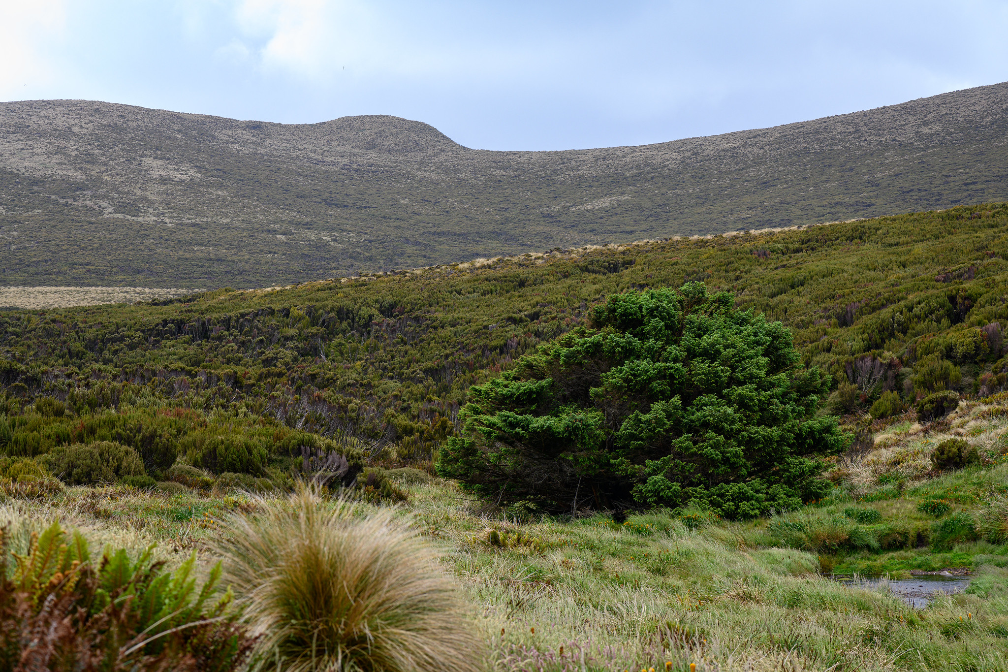 L'arbre le plus solitaire du monde : une épinette de Sitka de l’île Campbell arbre le plus solitaire du monde epicea de sitka arbre-le-plus-solitaire-du-monde-epicea-de-sitka