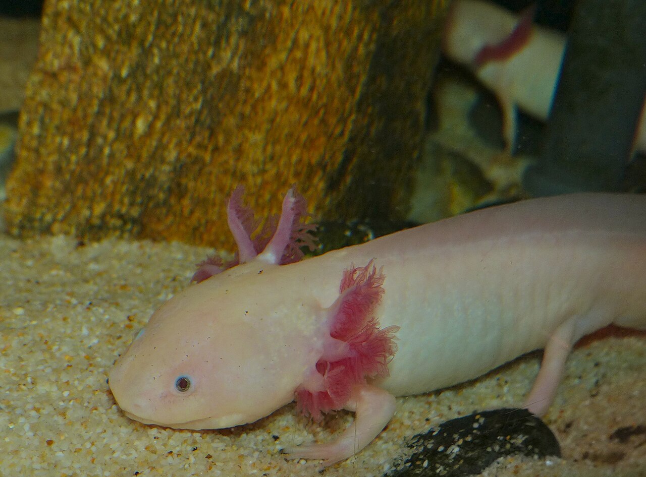 axolotl albinos Axolotl albinos à la peau très claire et aux branchies externes, photographié dans un aquarium