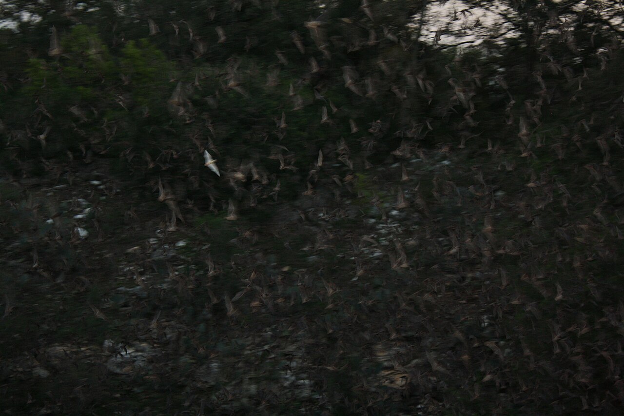 chauve souris albinos bracken cave Chauve-souris albinos blanche volant parmi des chauves-souris sombres à Bracken Cave au Texas