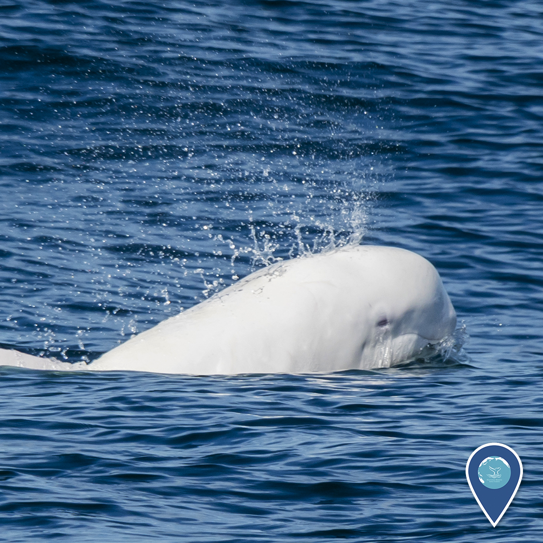 dauphin risso albinos Dauphin de Risso très clair, présenté comme albinos, photographié dans la baie de Monterey