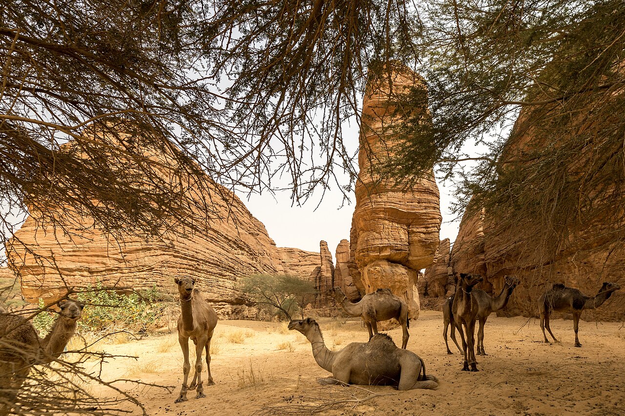 Dromadaires dans un labyrinthe de grès du plateau de l'Ennedi Dromadaires dans un labyrinthe de grès du plateau de l'Ennedi