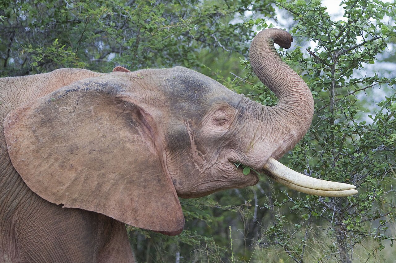 elephant depigmente kruger Jeune éléphant africain à la peau rosée, présentant une pigmentation inhabituelle dans le parc Kruger