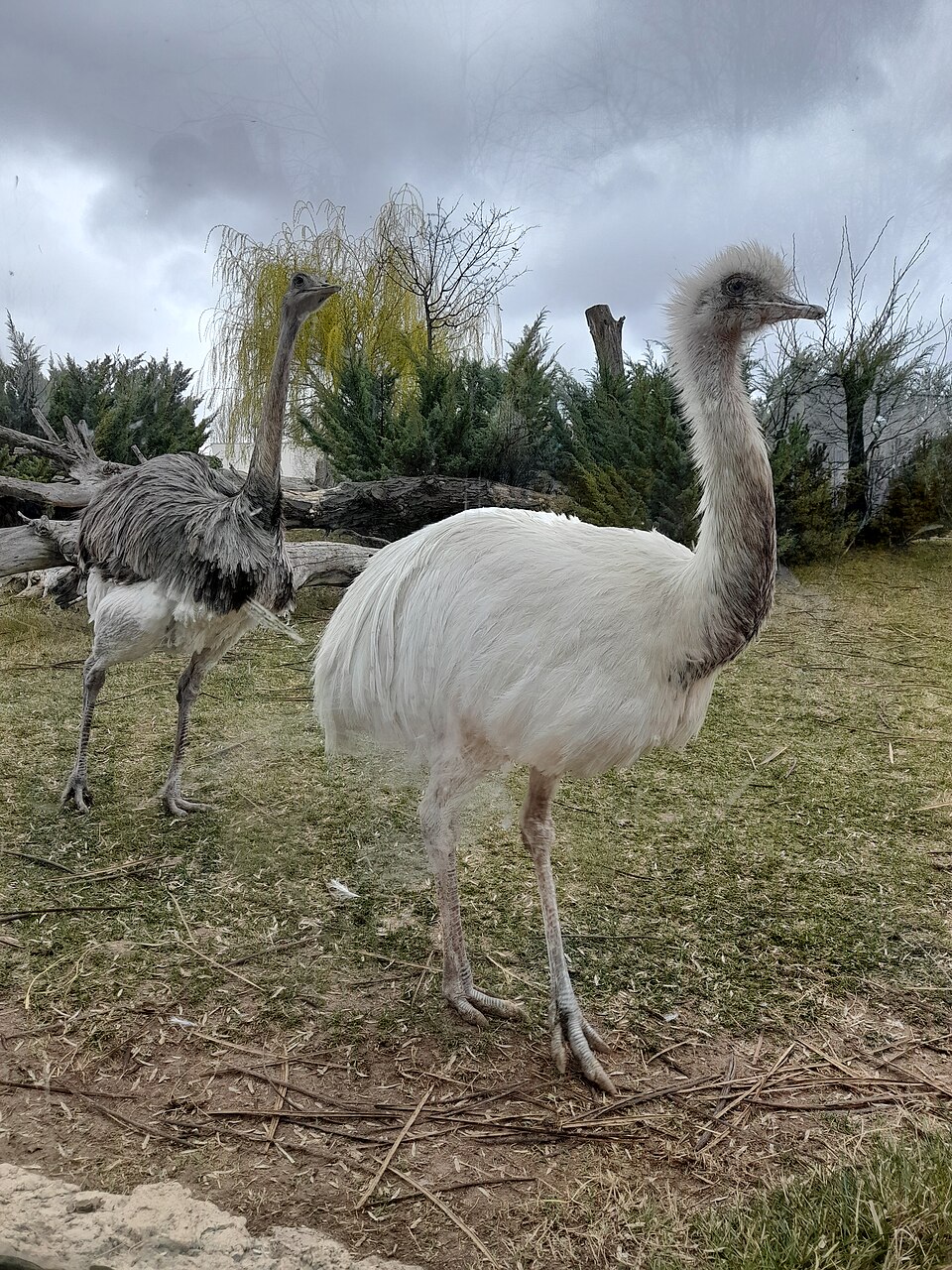 emeu blanc albinisme Émeu blanc présentant une coloration très rare photographié au zoo d'Eskişehir en Turquie