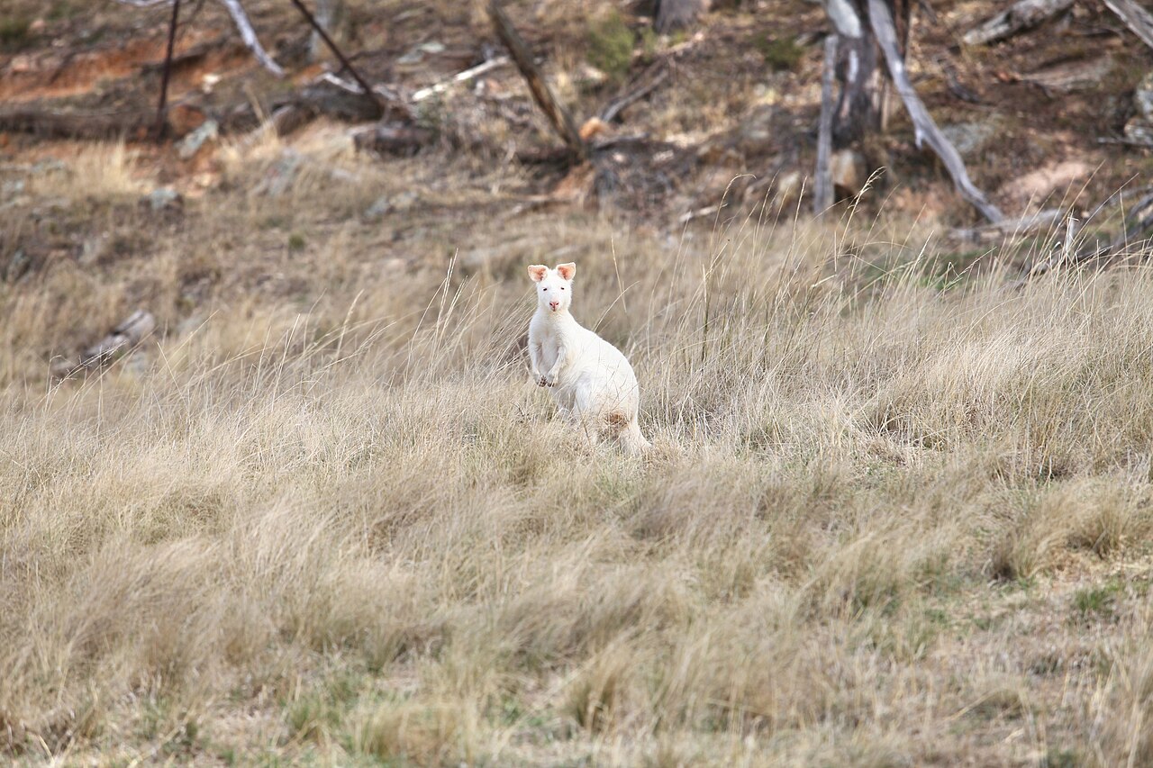 kangourou albinos australie Kangourou blanc présenté comme albinos, photographié en milieu naturel en Australie