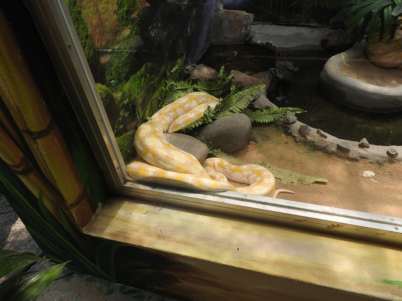 python albinos inde Python albinos à la coloration jaune et blanche photographié dans un parc de reptiles en Inde