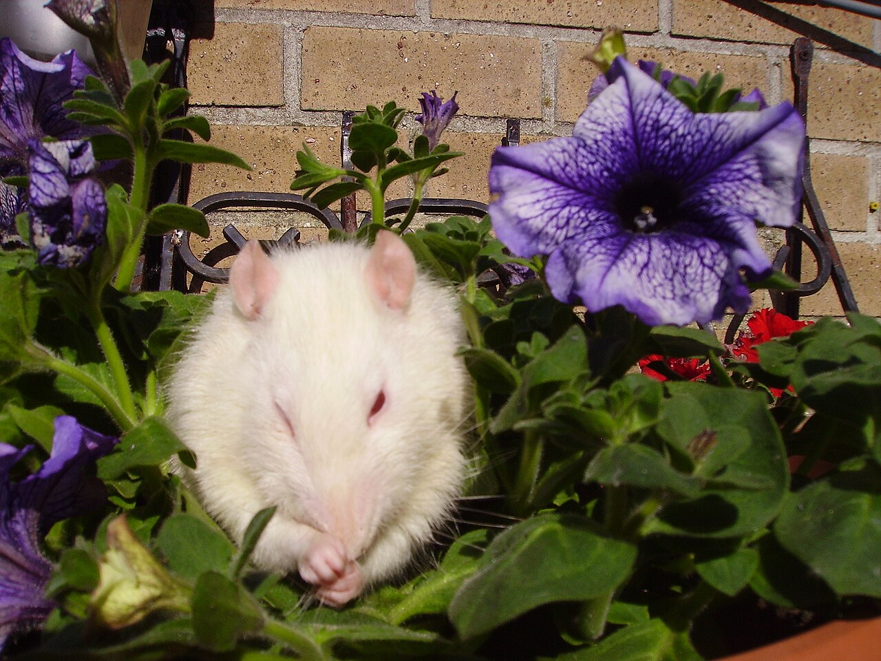 rat albinos yeux roses Rat domestique albinos au pelage blanc et aux yeux roses