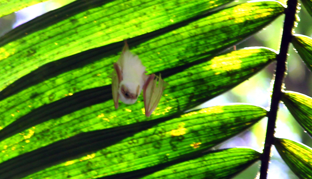 Ectophylla alba, la petite chauve-souris blanche du Honduras Ectophylla alba la petite chauve souris blanche du Honduras 3 1 Ectophylla-alba-la-petite-chauve-souris-blanche-du-Honduras-3