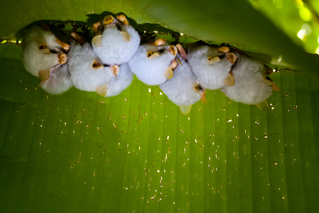Ectophylla alba, la petite chauve-souris blanche du Honduras Ectophylla alba la petite chauve souris blanche du Honduras 4 Ectophylla-alba-la-petite-chauve-souris-blanche-du-Honduras-4