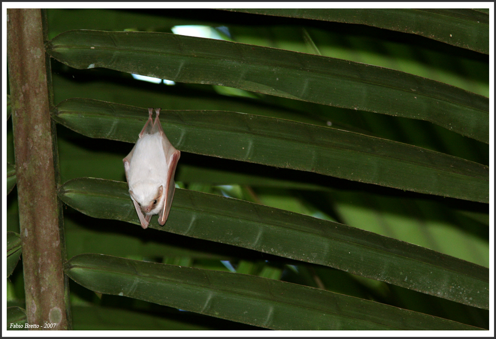 Ectophylla alba, la petite chauve-souris blanche du Honduras Ectophylla alba la petite chauve souris blanche du Honduras 5 Ectophylla-alba-la-petite-chauve-souris-blanche-du-Honduras-5