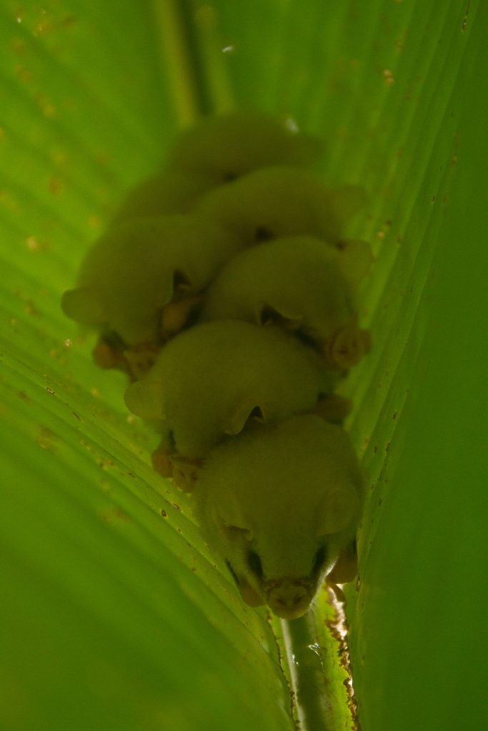 Ectophylla alba, la petite chauve-souris blanche du Honduras Ectophylla alba la petite chauve souris blanche du Honduras 6 1 Ectophylla-alba-la-petite-chauve-souris-blanche-du-Honduras-6
