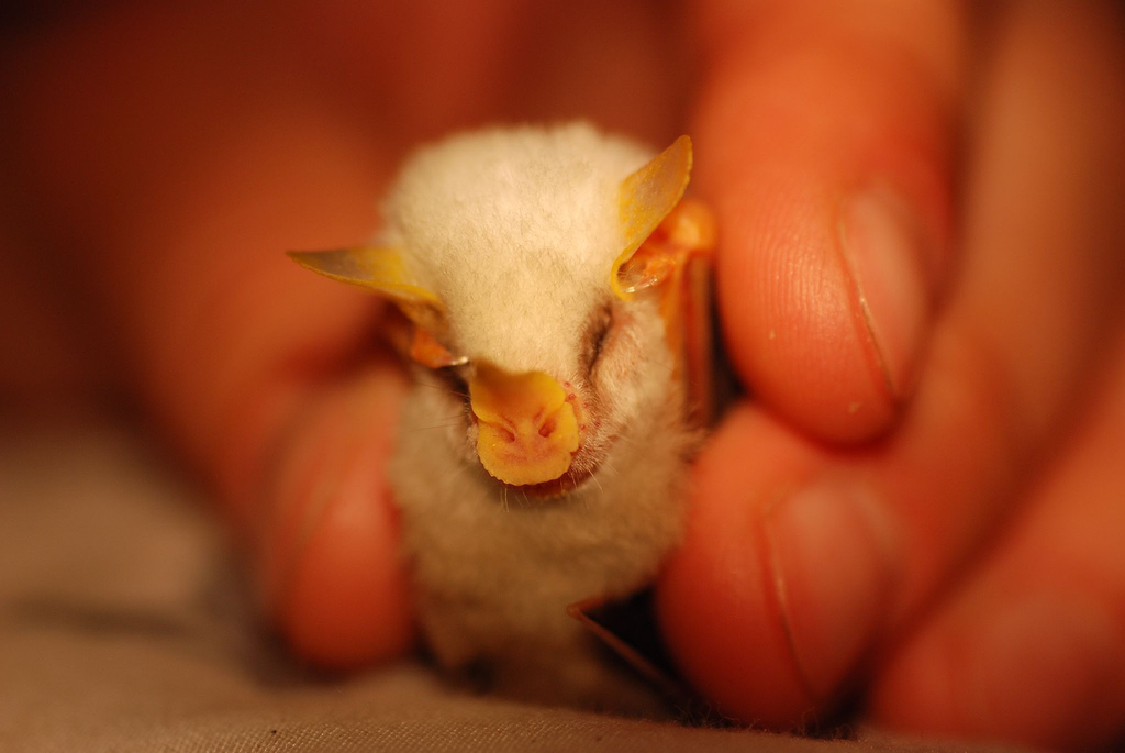 Ectophylla alba, la petite chauve-souris blanche du Honduras Ectophylla alba la petite chauve souris blanche du Honduras 7 Ectophylla-alba-la-petite-chauve-souris-blanche-du-Honduras-7