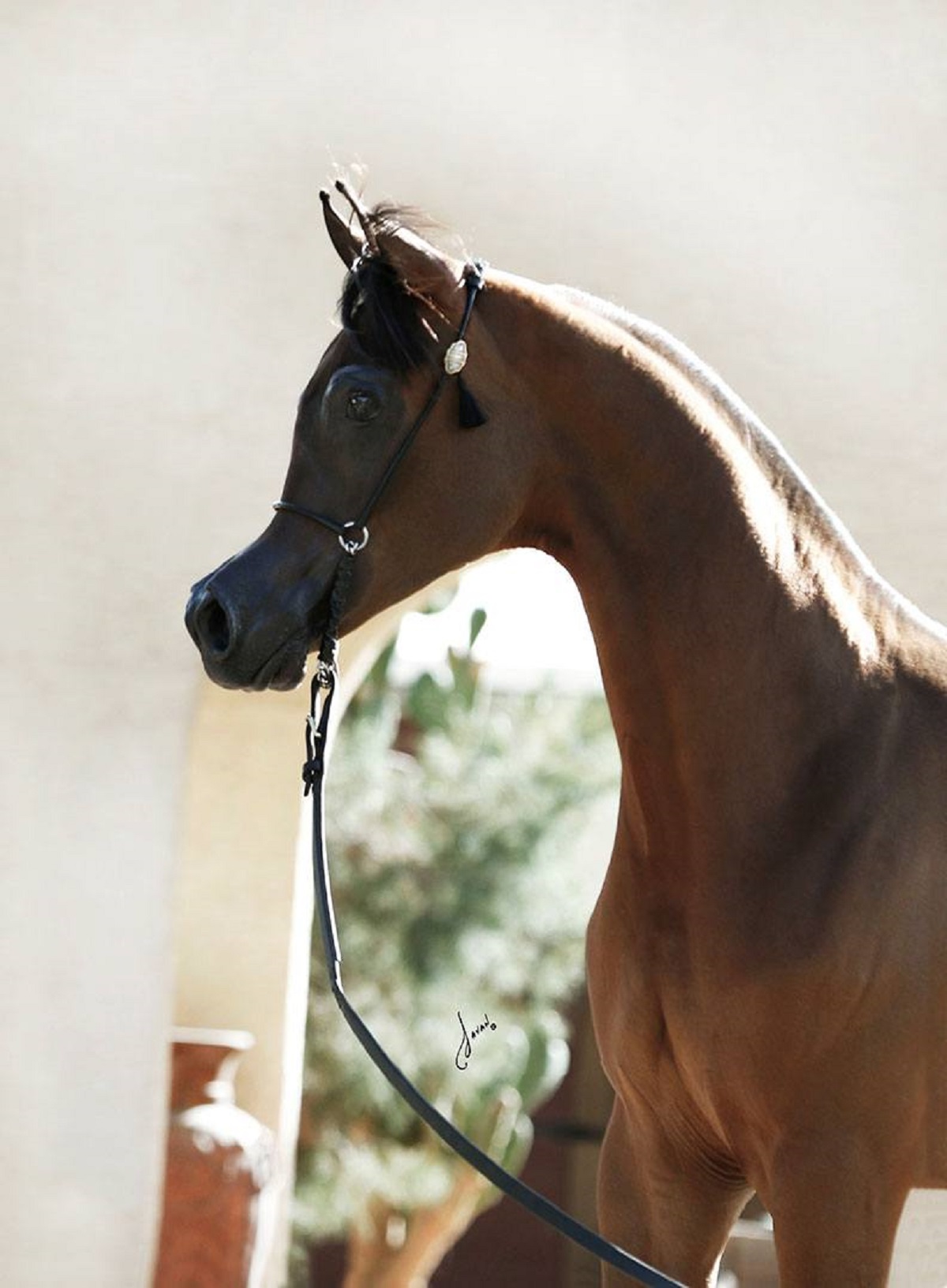 El Rey Magnum RCF - un cheval à la tête bizarre de cartoon El Rey Magnum un cheval a la tete bizarre de dessin anime 1 El-Rey-Magnum-un-cheval-a-la-tete-bizarre-de-dessin-anime-1