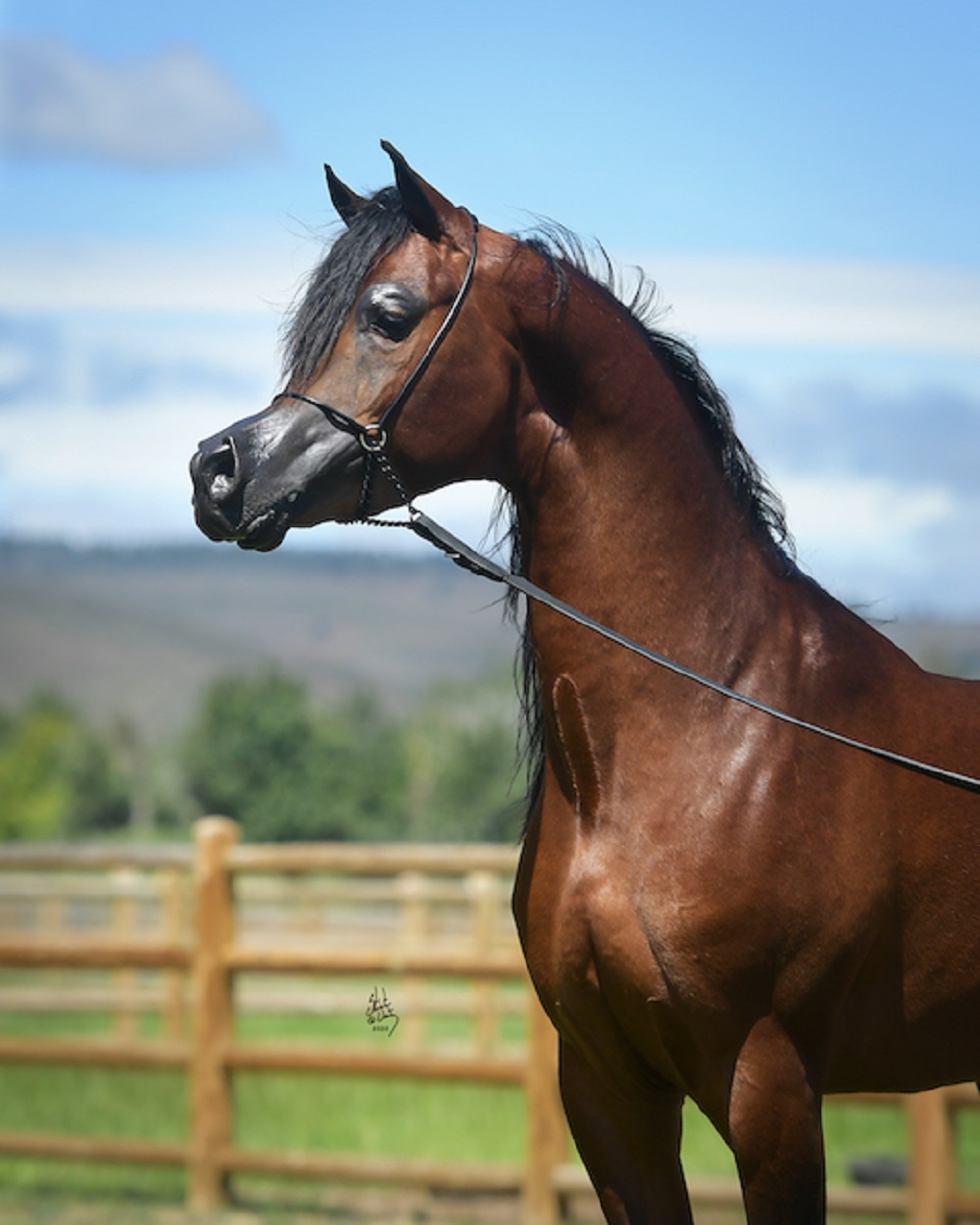 El Rey Magnum RCF - un cheval à la tête bizarre de cartoon El Rey Magnum un cheval a la tete bizarre de dessin anime 2 1 El-Rey-Magnum-un-cheval-a-la-tete-bizarre-de-dessin-anime-2-1