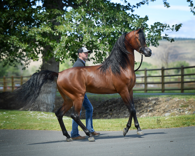 El Rey Magnum RCF - un cheval à la tête bizarre de cartoon El Rey Magnum un cheval a la tete bizarre de dessin anime 3 1 El-Rey-Magnum-un-cheval-a-la-tete-bizarre-de-dessin-anime-3-1